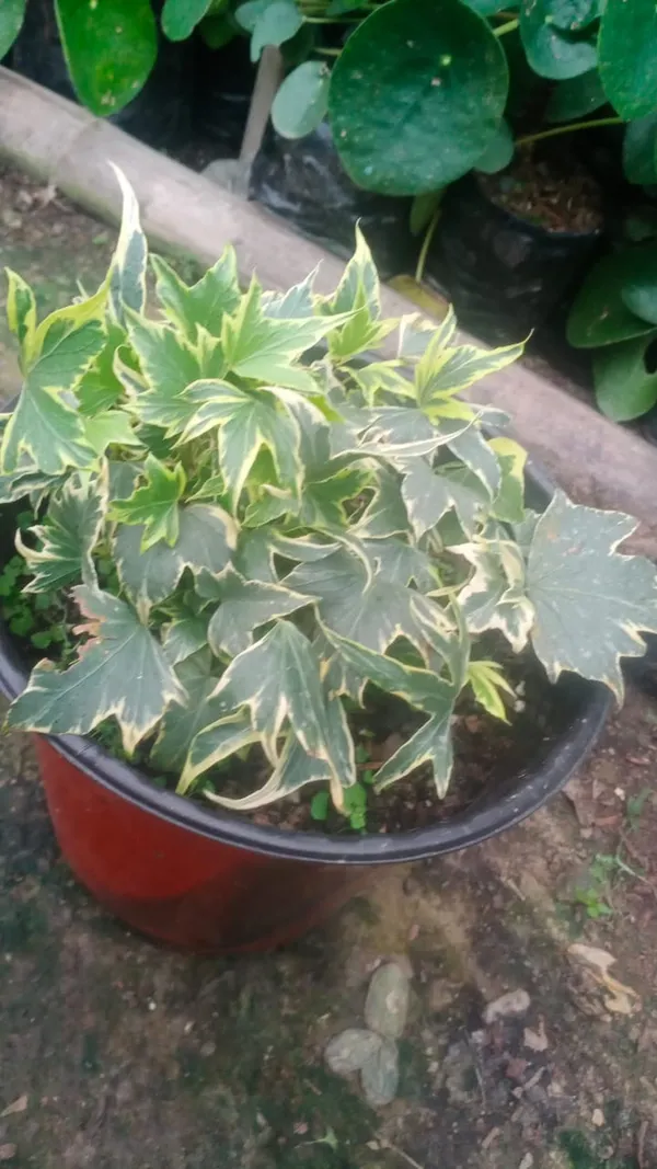 hedera_ivy