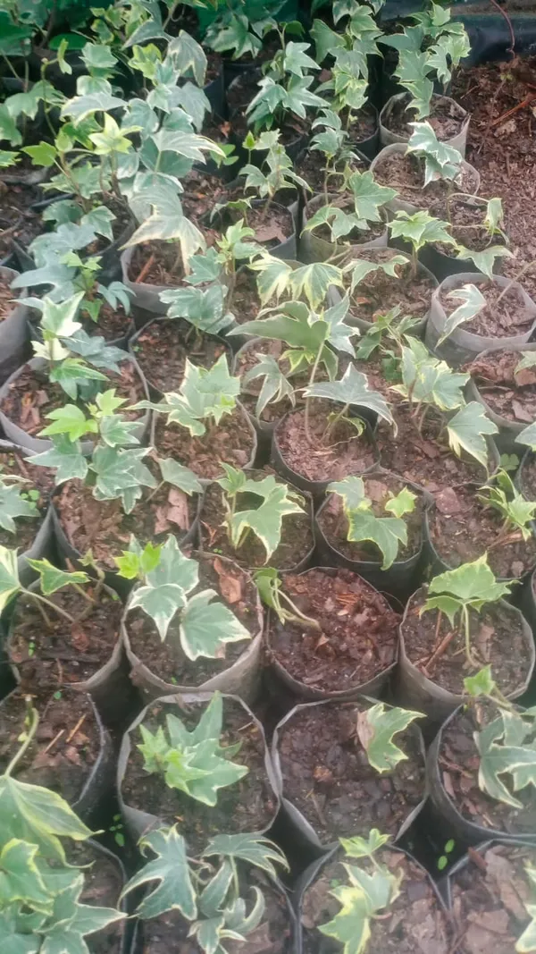 hedera_ivy