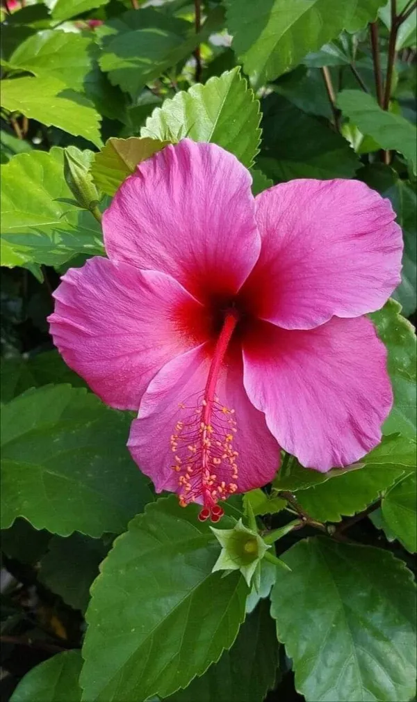 Hibiscus_12_Month_Flower_Plant_(Pack_Of_1)_For_Home_Garden