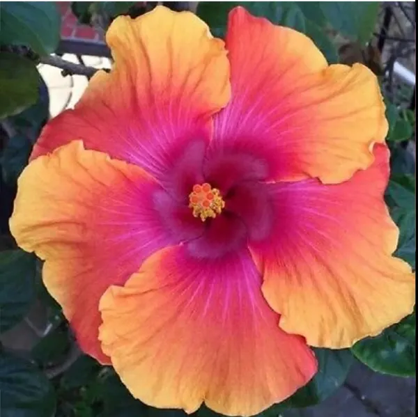 American_Variety_American_Hibiscus_Flower_Plant