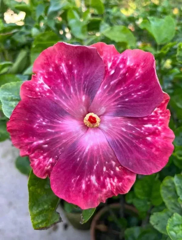 American_Variety_American_Hibiscus_Flower_Plant