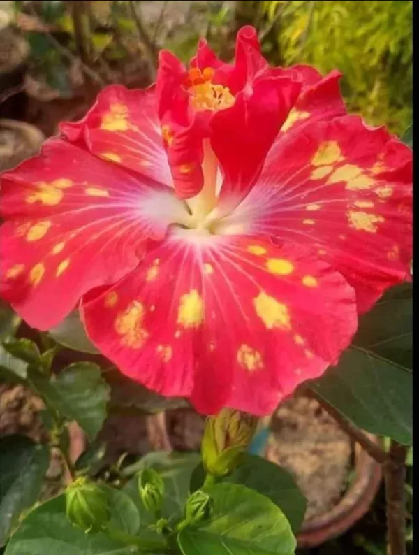 American_Variety_American_Hibiscus_Flower_Plant