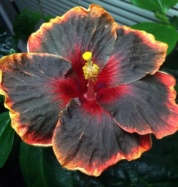 American_Hibiscus_Hybrid_Flower_Plant