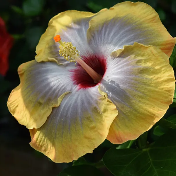 American_Variety_Hibiscus_Flower_Hybrid_Plant