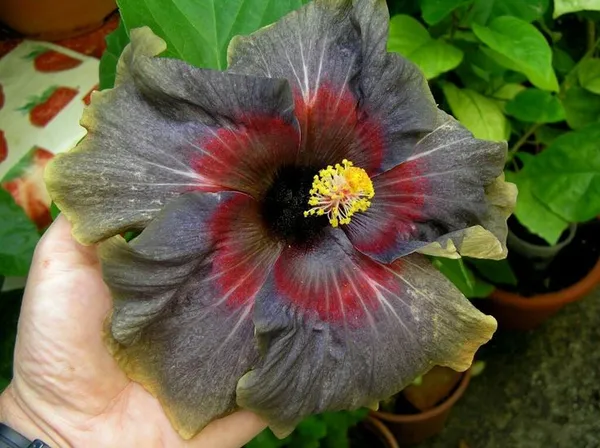 American_Variety_Hibiscus_Flower_Hybrid_Plant