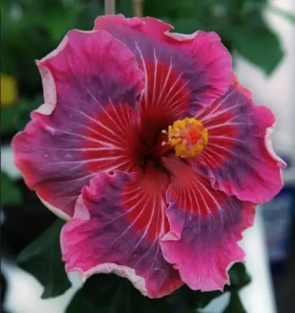 Australian_Variety_Hibiscus_Flower_Hybrid_Plant