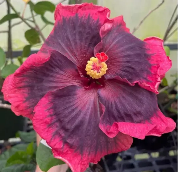 Australian_Variety_Hibiscus_Hybrid_Flower_Live_Plant