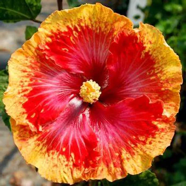 Hibiscus_(Grafted)_Flowering__Plant_(Pack_Of_1)