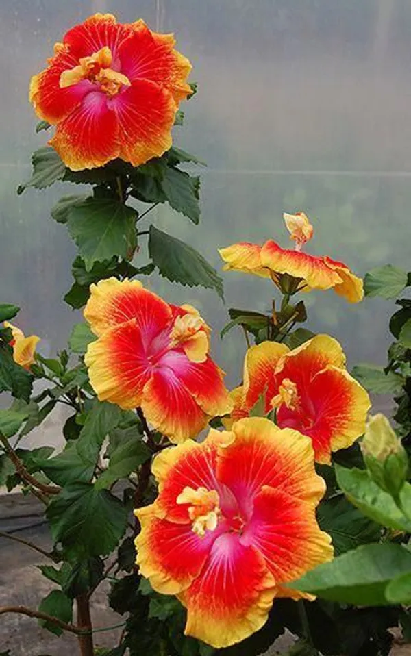 Hibiscus_(Grafted)_Flowering__Plant_(Pack_Of_1)