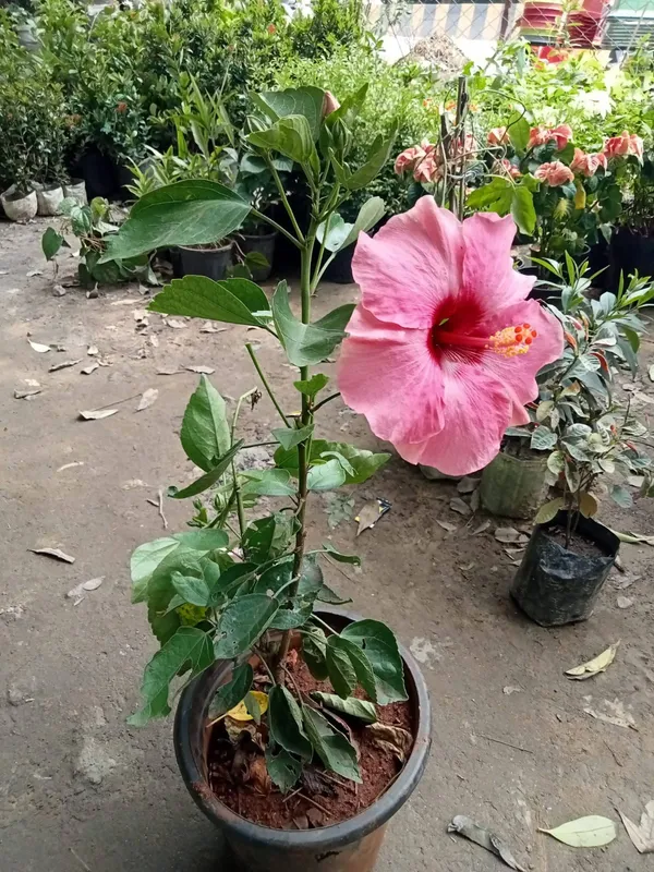 Hibiscus_(Pink)_Flowering_Plant_&_Tree_(1.5-3.5_Ft_Hight)_For_Sweet_Home_Garden_Well_Watered_Hybrid_Pink_Hibiscus_Flower_Plant_(Pack_Of_1)