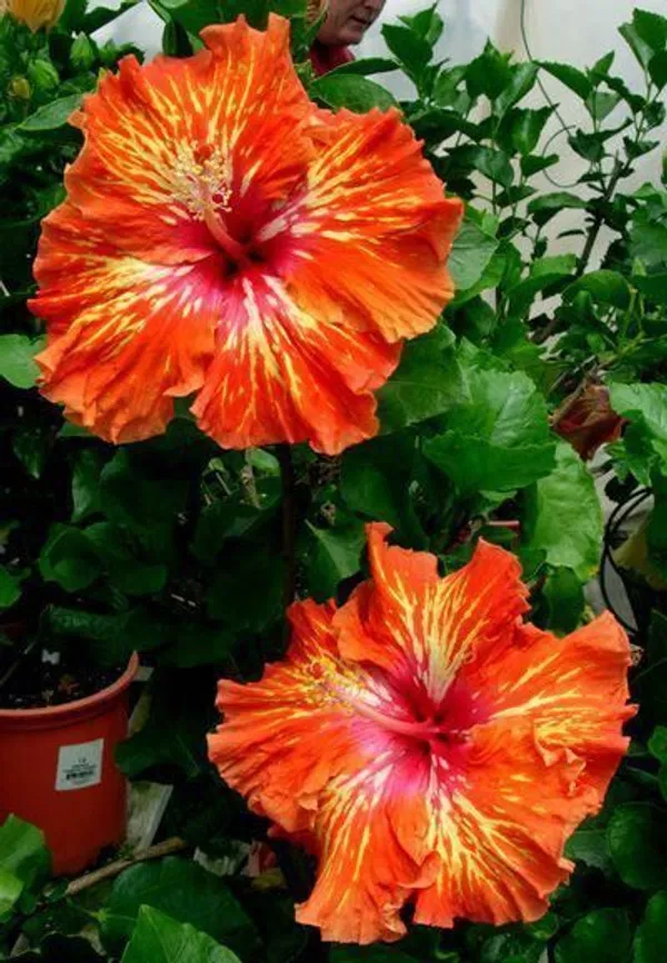 Hidden_Valley_Hibiscus_Flower_Plant_(Hybrid,_Pack_Of_1)