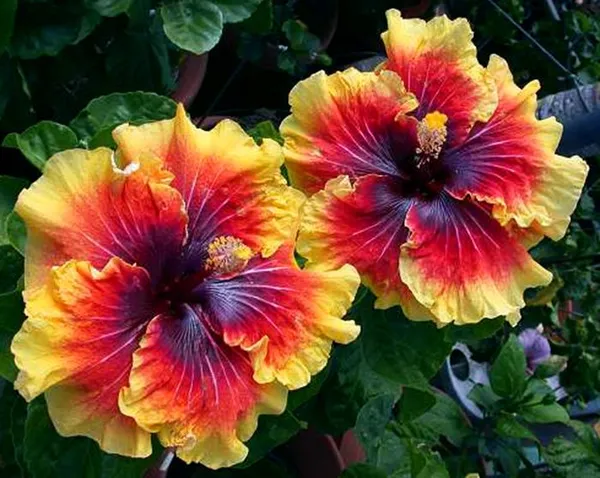 Hidden_Valley_Multicolor(Grafted)_Hibiscus_Flower_Plant_(Hybrid,_Pack_Of_1)
