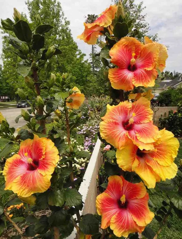 Hidden_Valley_Multicolor_Hibiscus_Flowering_Plant