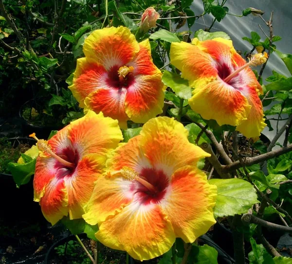 Hidden_Valley_Multicolor_Hibiscus_Flowering_Plant