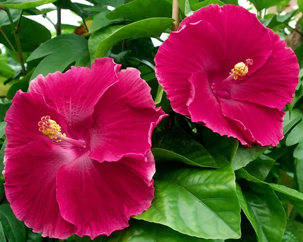 Hidden_Valley(_Deep_Pink_)_Hibiscus_Flowering_Hybrid_Plant