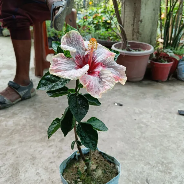 Hidden_Valley_(Grafted)_Hibiscus_Flower_Plant_&_Tree_For_Your_Sweet_Home_Garden_(1.5-3.5_Ft_Plant_Hight)_Pack_Of_1