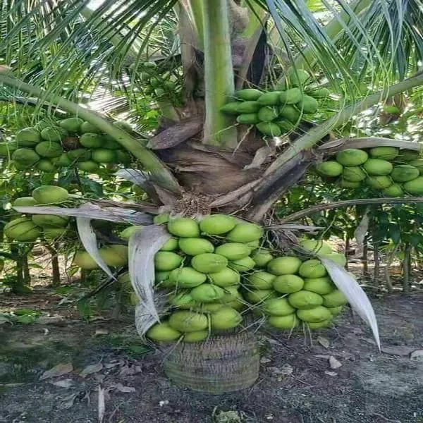 High_Yield_Dwarf_Rare_Coconut_Plant__(Pack_Of_1)