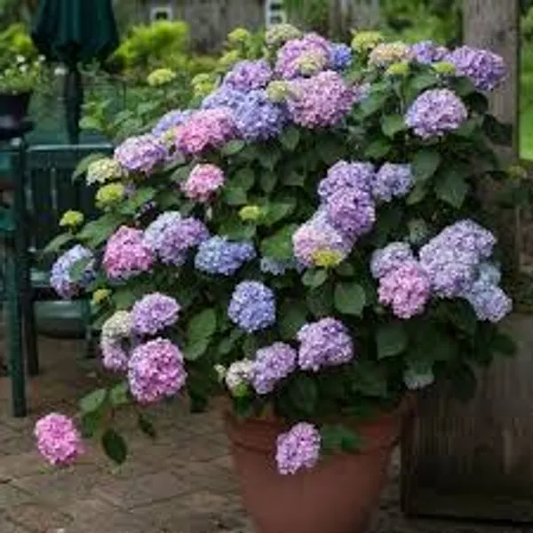 Hydrangea_Flowering_Plant