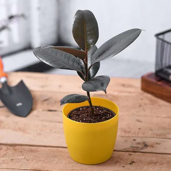 Home_Decor_Black_Rubber_Plant_Indoor_Outdoor_Beautiful_Plant_Ficus_Elastica