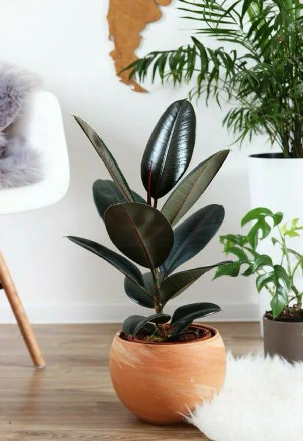 Home_Decor_Black_Rubber_Plant_Indoor_Outdoor_Beautiful_Plant_Ficus_Elastica