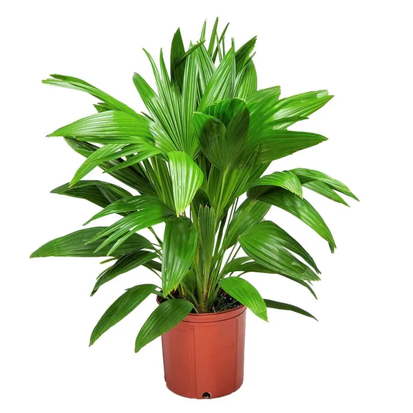 Home_Decor_Indoor_Plant_China_Palm_-_Fan_Palm_Plant_Chinese_Fan_Palms