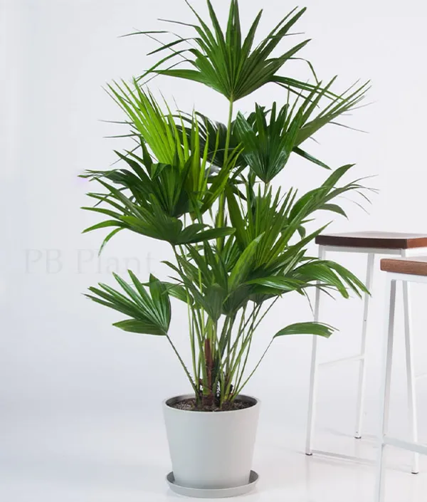 Home_Decor_Indoor_Plant_China_Palm_-_Fan_Palm_Plant_Chinese_Fan_Palms