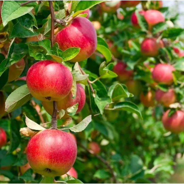 Hot_Climate_Apple_Plant_(HRMN-99)_Pack_Of_1_Healthy_Plant_For_Sweet_Home_Garden