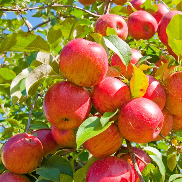 Hot_Climate_Apple_Plant_(HRMN-99)_Pack_Of_1_Healthy_Plant_For_Sweet_Home_Garden