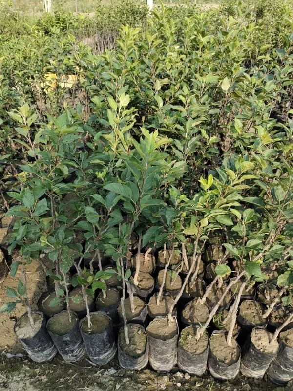 Hot_Climate_Apple_Plant_(HRMN-99)_Pack_Of_1_Healthy_Plant_For_Sweet_Home_Garden