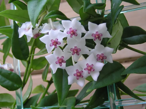 Hoya_Bella