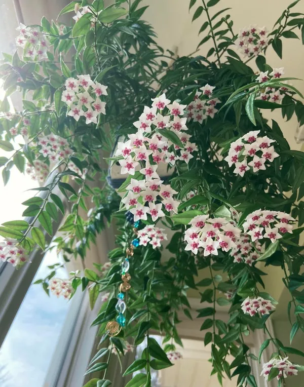 Hoya_Bella