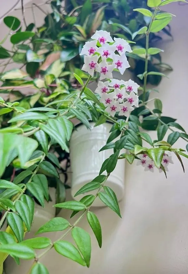 Hoya_Bella