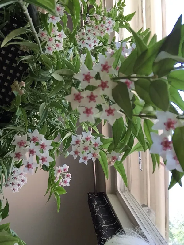 Hoya_Bella