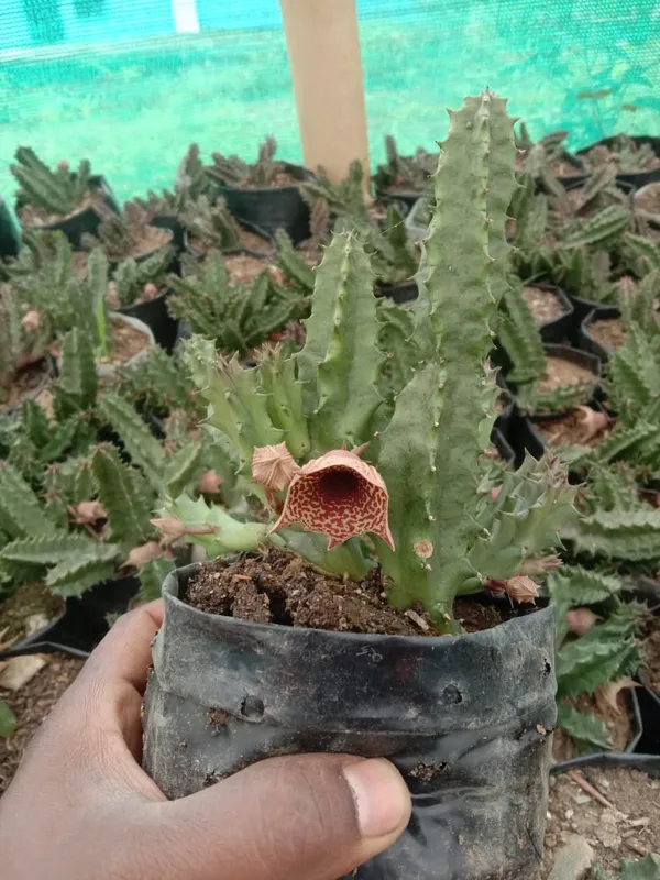 Huernia_zebrina_cactus