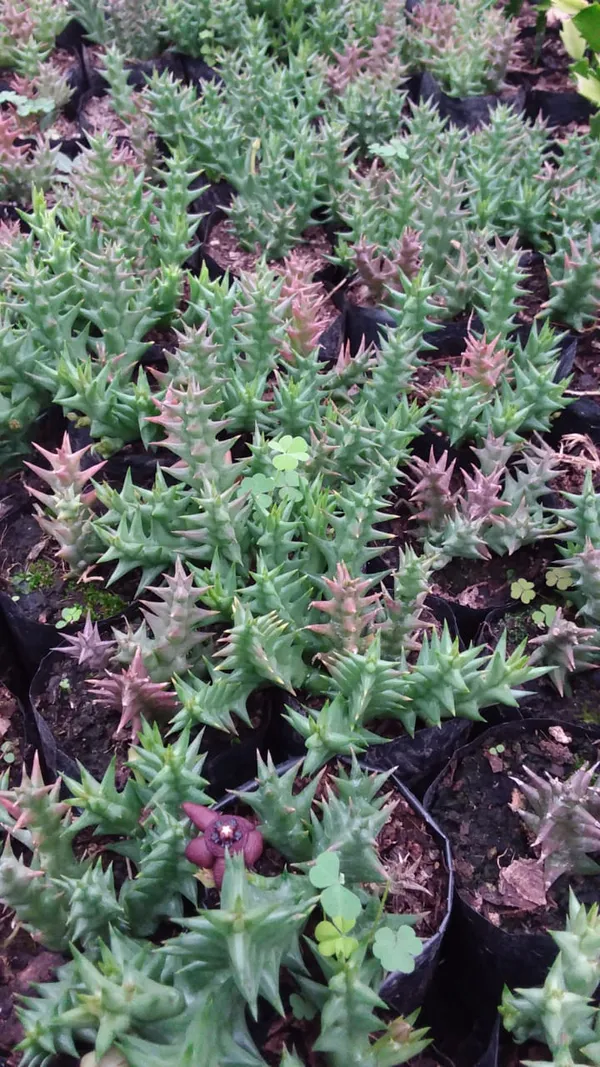 Huernia_zebrina_cactus