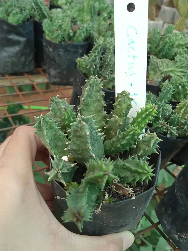 Huernia_zebrina_cactus