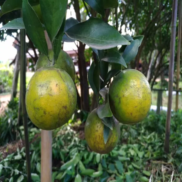 Hybrid_Big_Green_Orange_Plant_|_Grafted_Plant