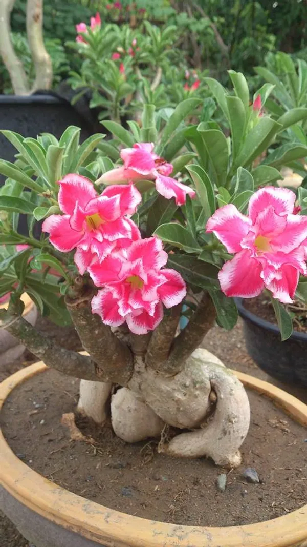 Hybrid_Adenium_(Desert_Rose)_Flowering_Plant_&_Tree_For_Your_Home_Garden_Adenium_1.5_Years_Old_Well_Watered_Flower_Plant_(Grafted,_Pack_Of_1)