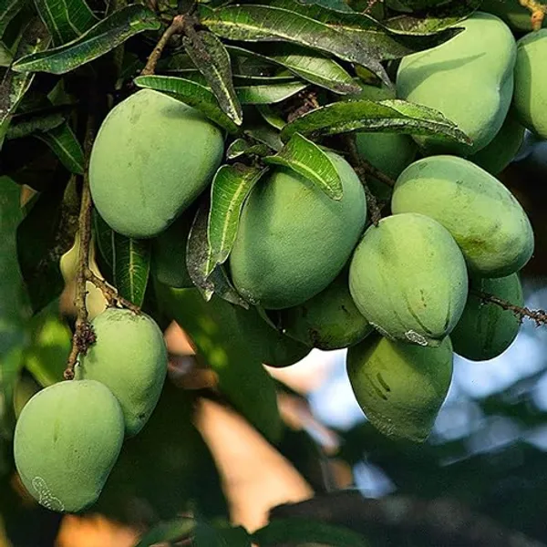 Grafted_All_Time_Mango_Plant