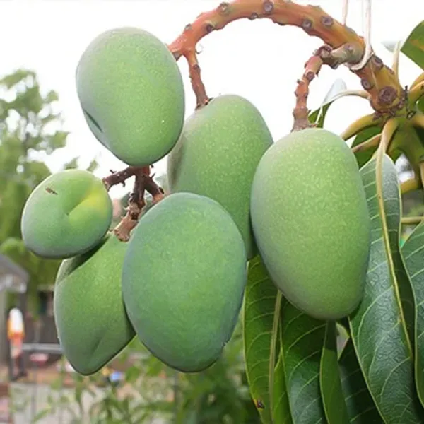 Grafted_All_Time_Mango_Plant