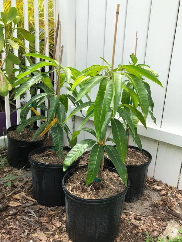 Hybrid_All_Time_Mango_Plant_(Grafting,_Pack_Of_1)