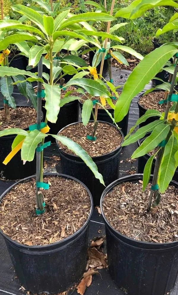 Hybrid_All_Time_Mango_Plant_(Grafting,_Pack_Of_1)