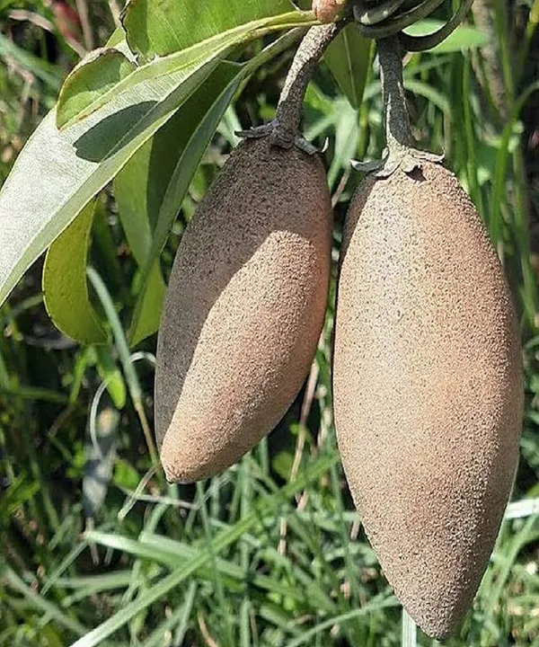 Hybrid_Banana_Chiku_Plant_(1.5-2_Feet_Height_Pack_Of_1)