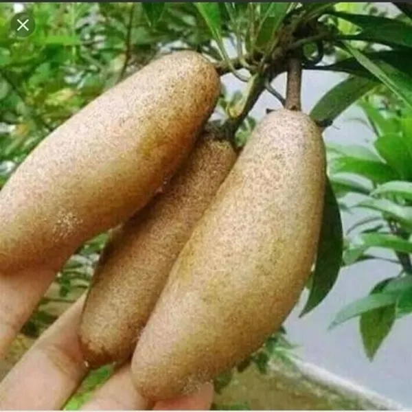 Hybrid_Banana_Chiku_Plant_(1.5-2_Feet_Height_Pack_Of_1)