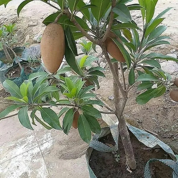 Hybrid_Banana_Chiku|Sapota_Fruit__Plant_&_Tree_Grafted