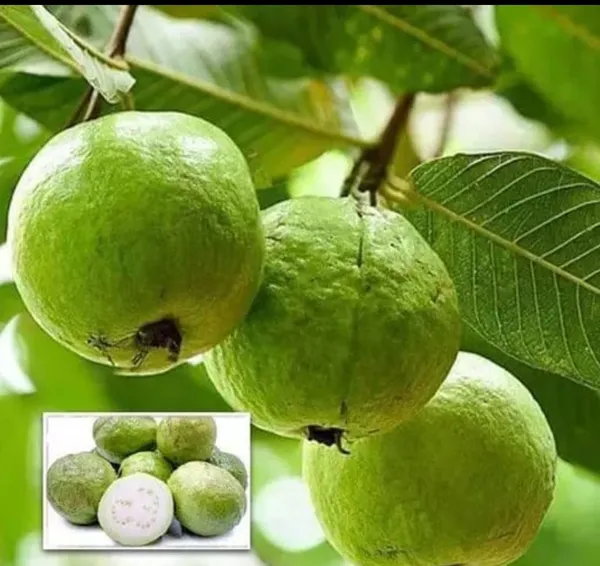 Hybrid_Baraipur_Guava_Plant__(1.5-2_Feet_Height_Pack_Of_1)