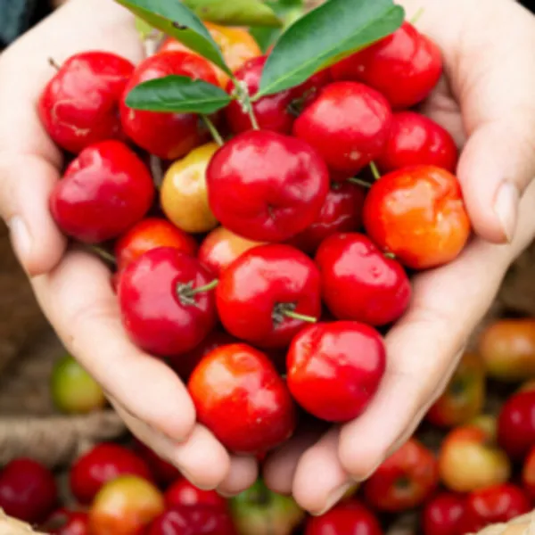 Hybrid_Barbados_Cherry_Plant_(1.5-3_Feet_Height_Pack_Of_1)