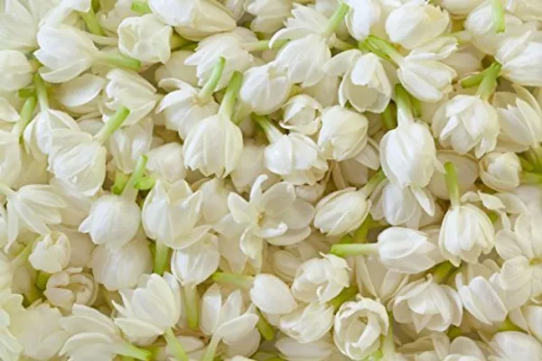 Hybrid_Beautiful_Jasmine_Flower_Plant_Bel_Ful_Plant