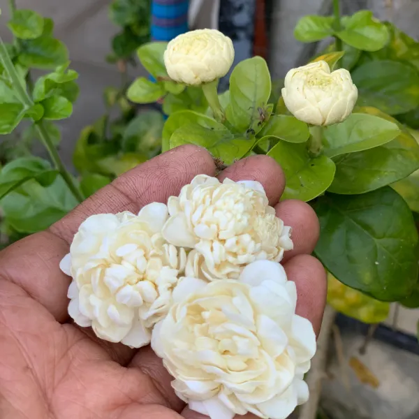 Hybrid_Beautiful_Jasmine_Flower_Plant_Bel_Ful_Plant