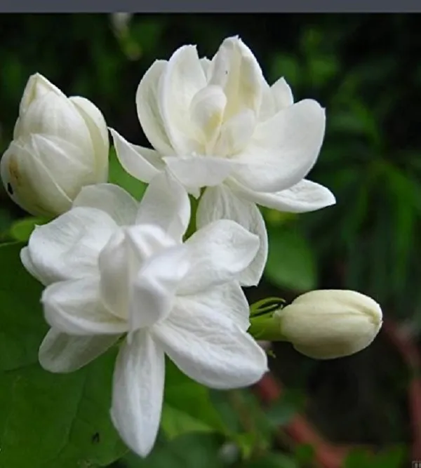 Hybrid_Beautiful_Jasmine_Flower_Plant_Bel_Ful_Plant